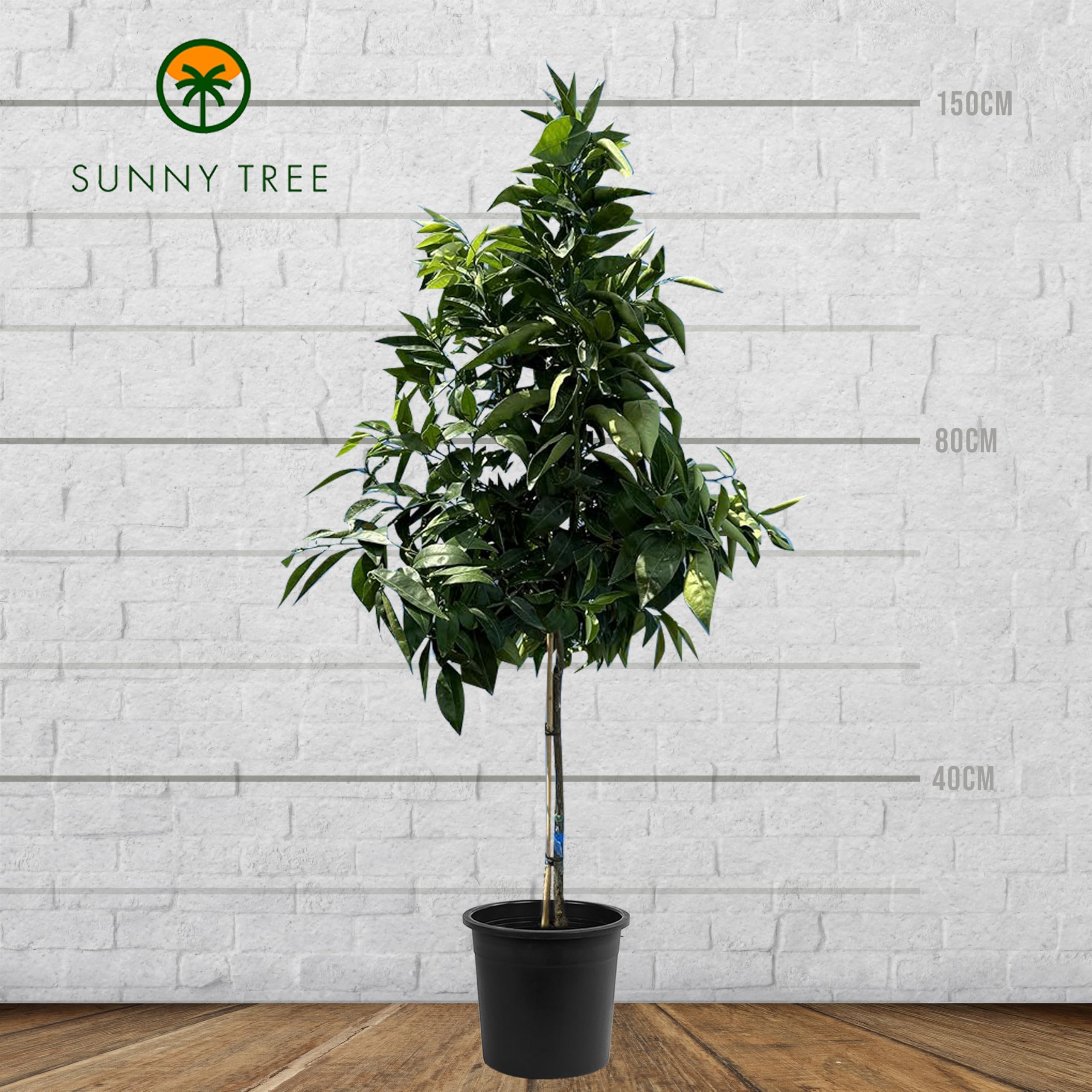 Mandarynka Citrus Reticulata drzewo śródziemnomorskie kwitnące owoce jadalne 150cm doniczka