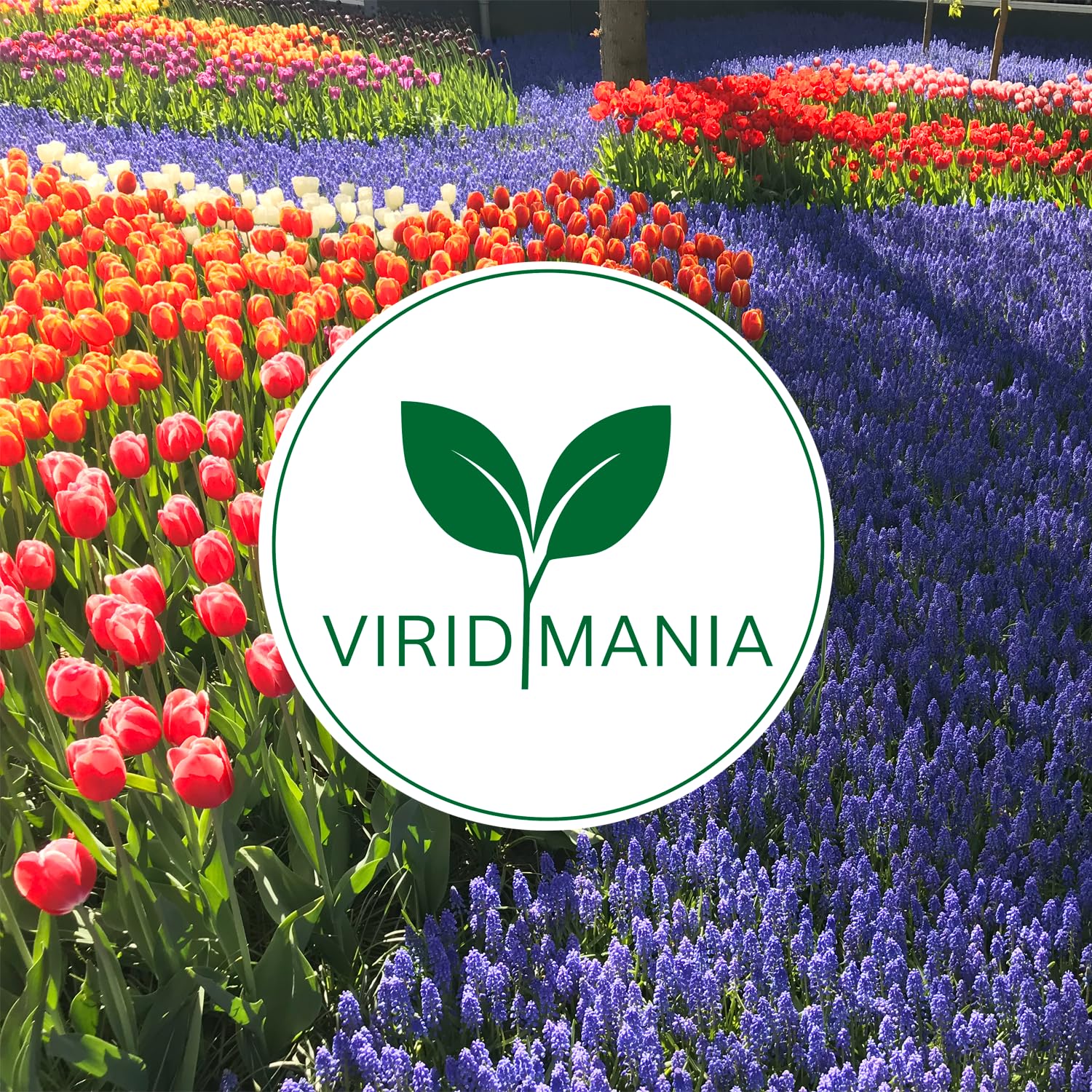 Bulbes de TULIPES | Bulbes des Meilleurs Producteurs Hollandais | Sélection Exclusive et Contrôle Qualité | Floraison Garantie (25 Bulbes de Tulipes Nuances de Rouge)