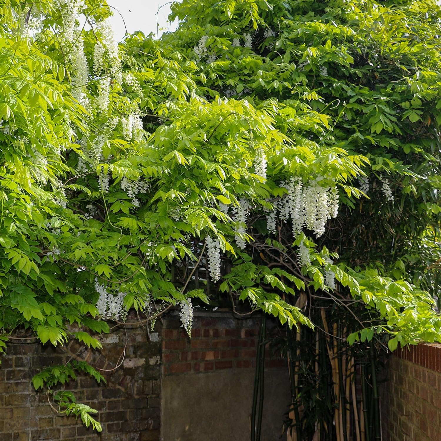 Perfect Plants White Wisteria Vine | 1 Gallon Fragrant Flowering Vine with Creamy White Delicate Blooms