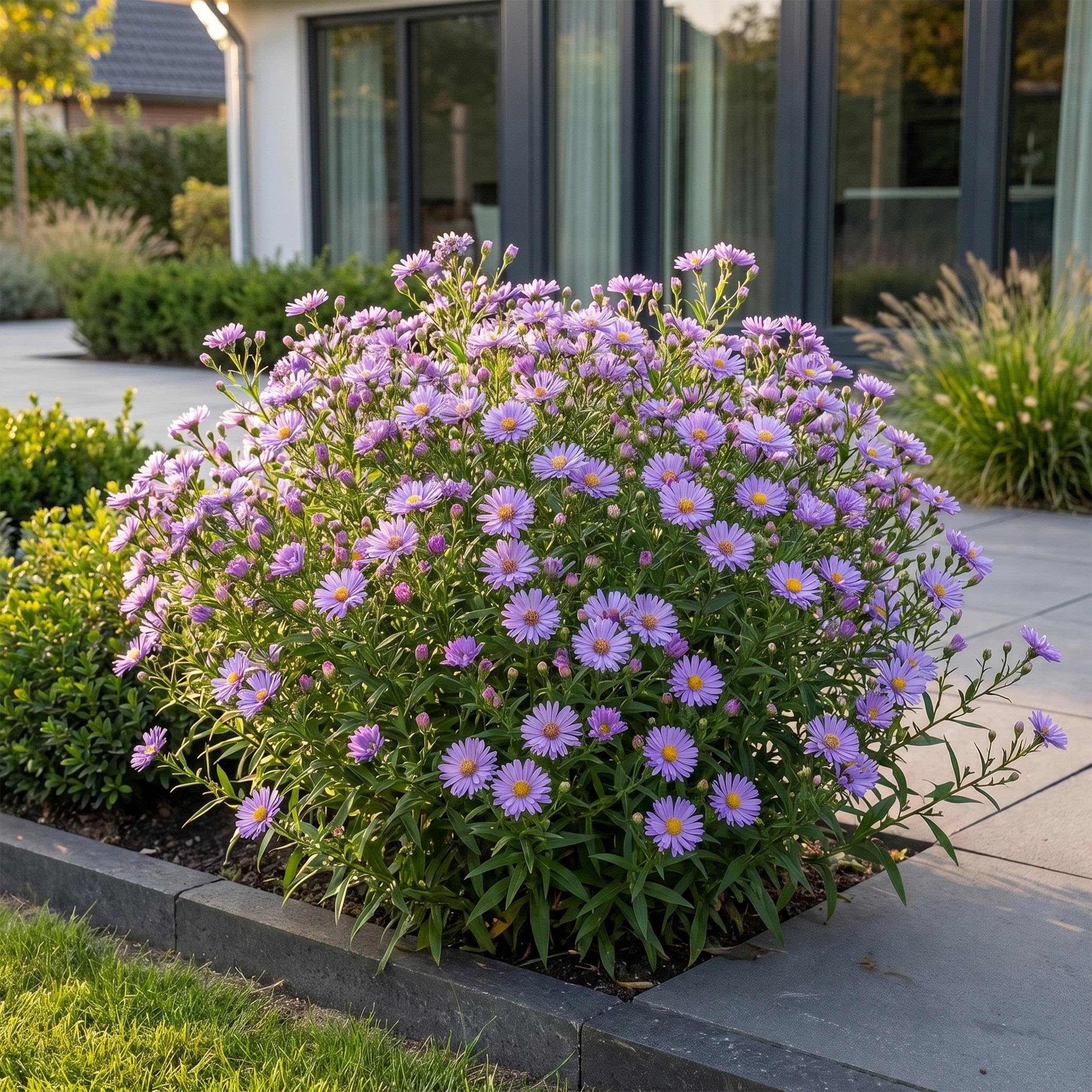 Aster (D) Mittelmeer – Meeresaster – Bienen- und Schmetterlingsmagnet – Violett – 3 Pflanzen - 15-25cm - Ø11cm - Gartenpflanze