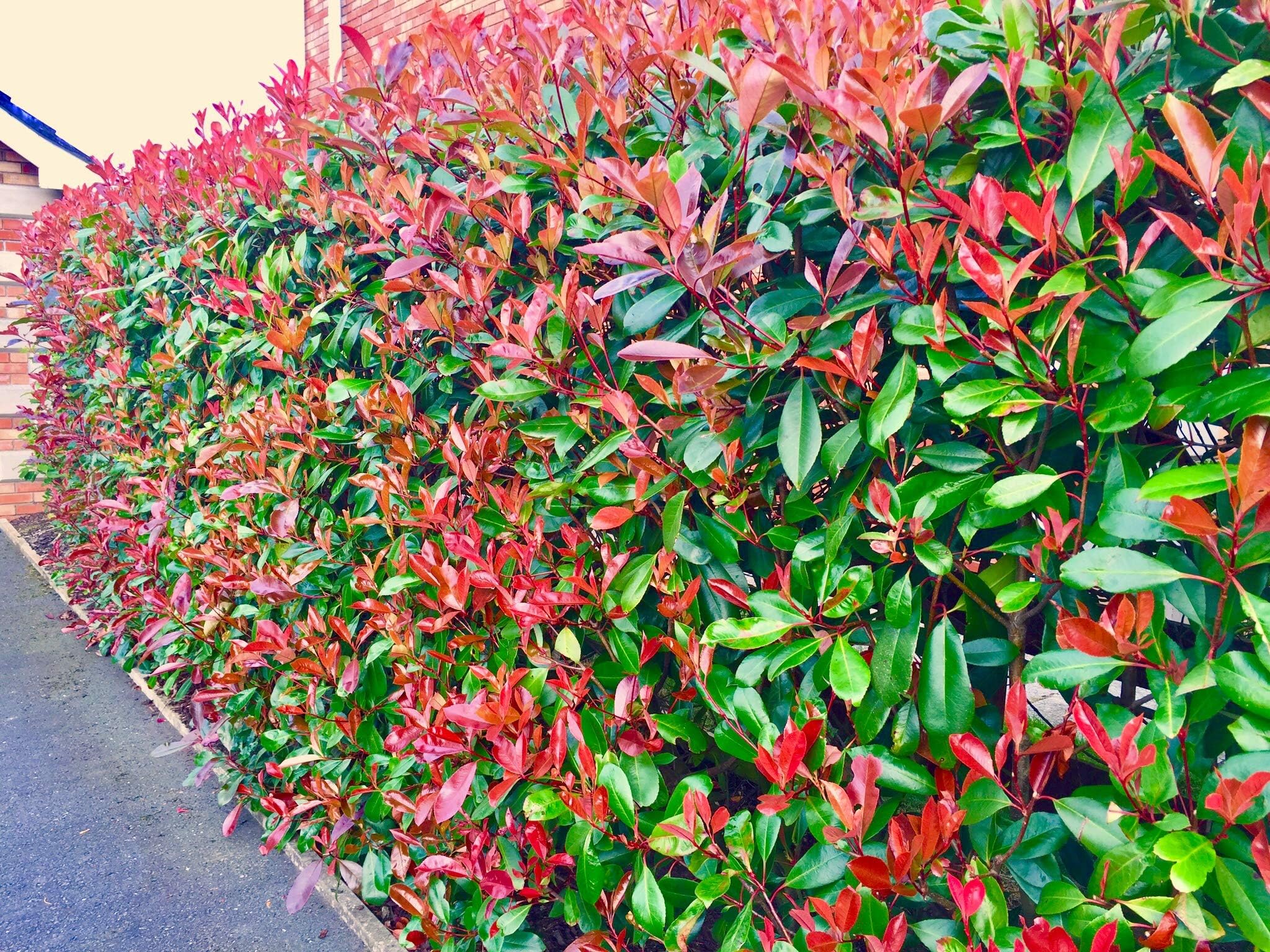 40 Red Robin Hedging Evergreen Photinia Plants Fast Growing Shrubs 30-45cm Potted by Sunnyside Nurseries