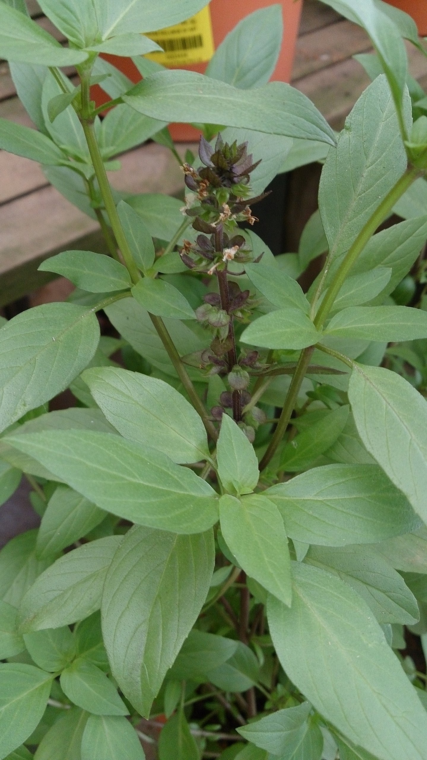 Ocimum basilicum, Thai Basil, Horapha (Large leaved) 0.25g Approx 200 Seeds, untreated