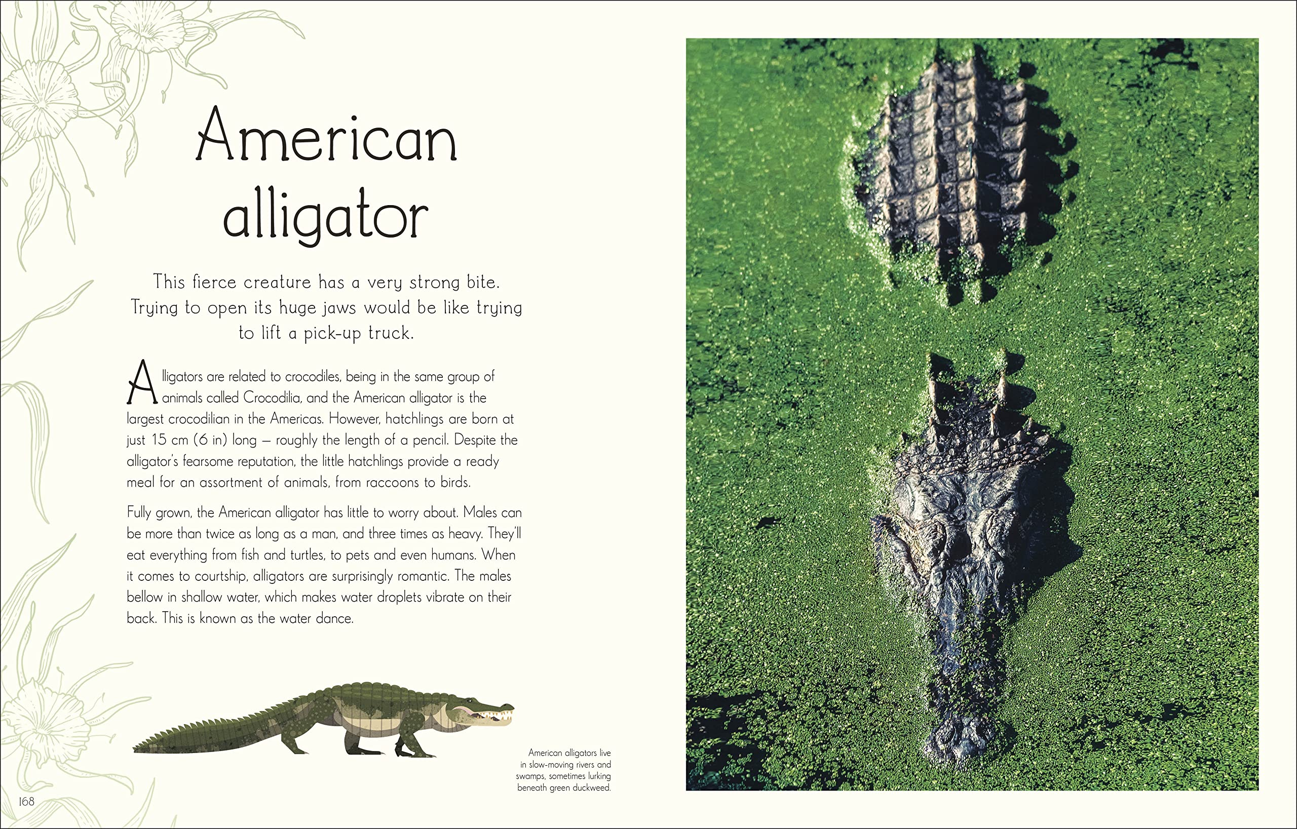 An Anthology of Aquatic Life: Discover the Secret Lives Under the Sea
