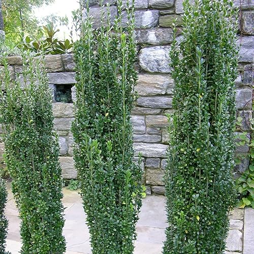 yunakesa Sky Pencil - Arbusto de acebo (4-8 pulgadas)