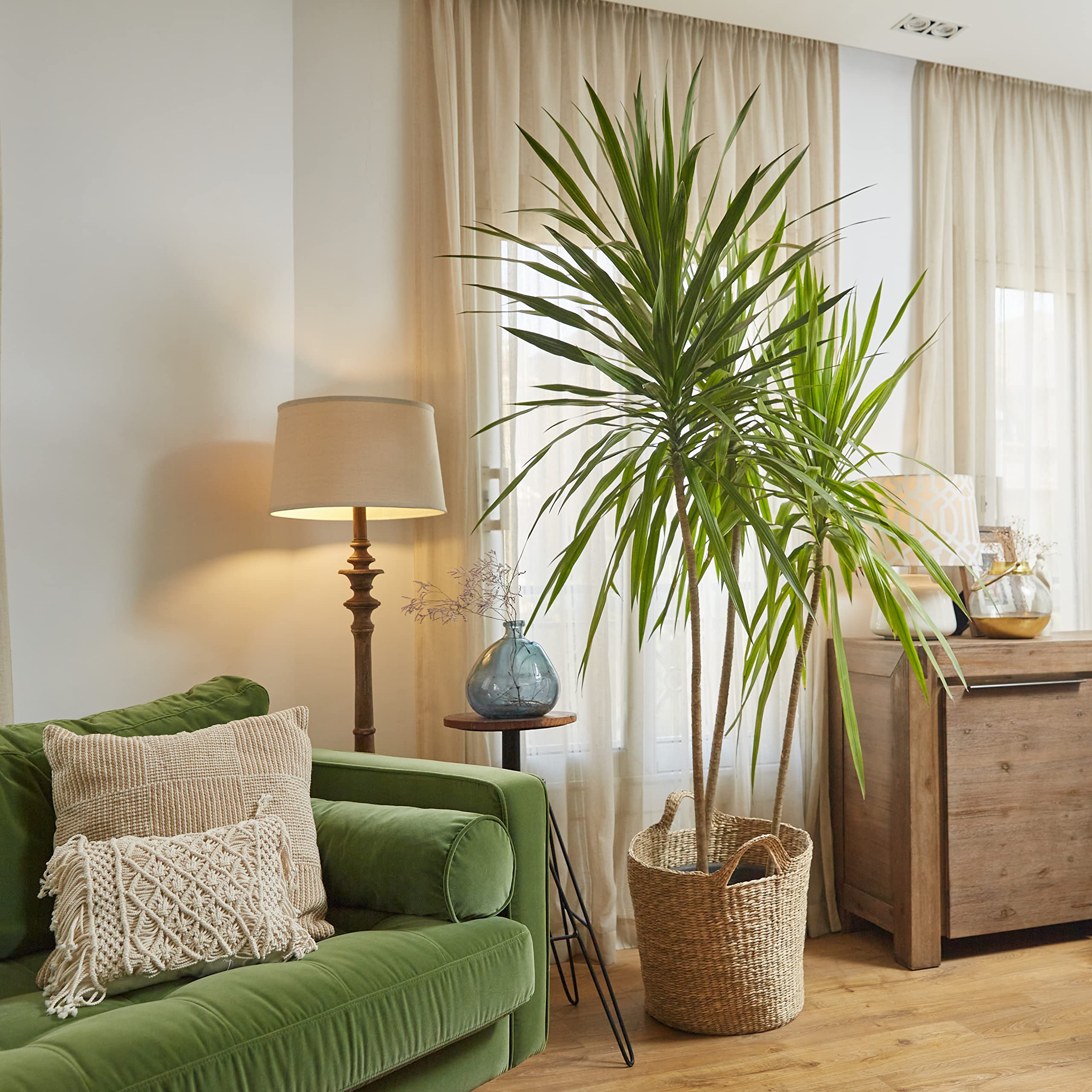 Dracaena Santa Rosa (Madagascar dragon) - 150 cm | Planterior: Buy Online  at Best Price in Egypt - Souq is now Amazon.eg