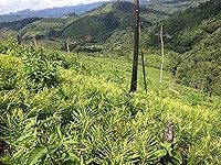 Vista 4 de FRESH HIMALAYAS Raíces de jengibre fresco orgánico 2 libras Snow Hill Himalayan Ginger - Producto del monte Everest Country, Nepal - Entrega