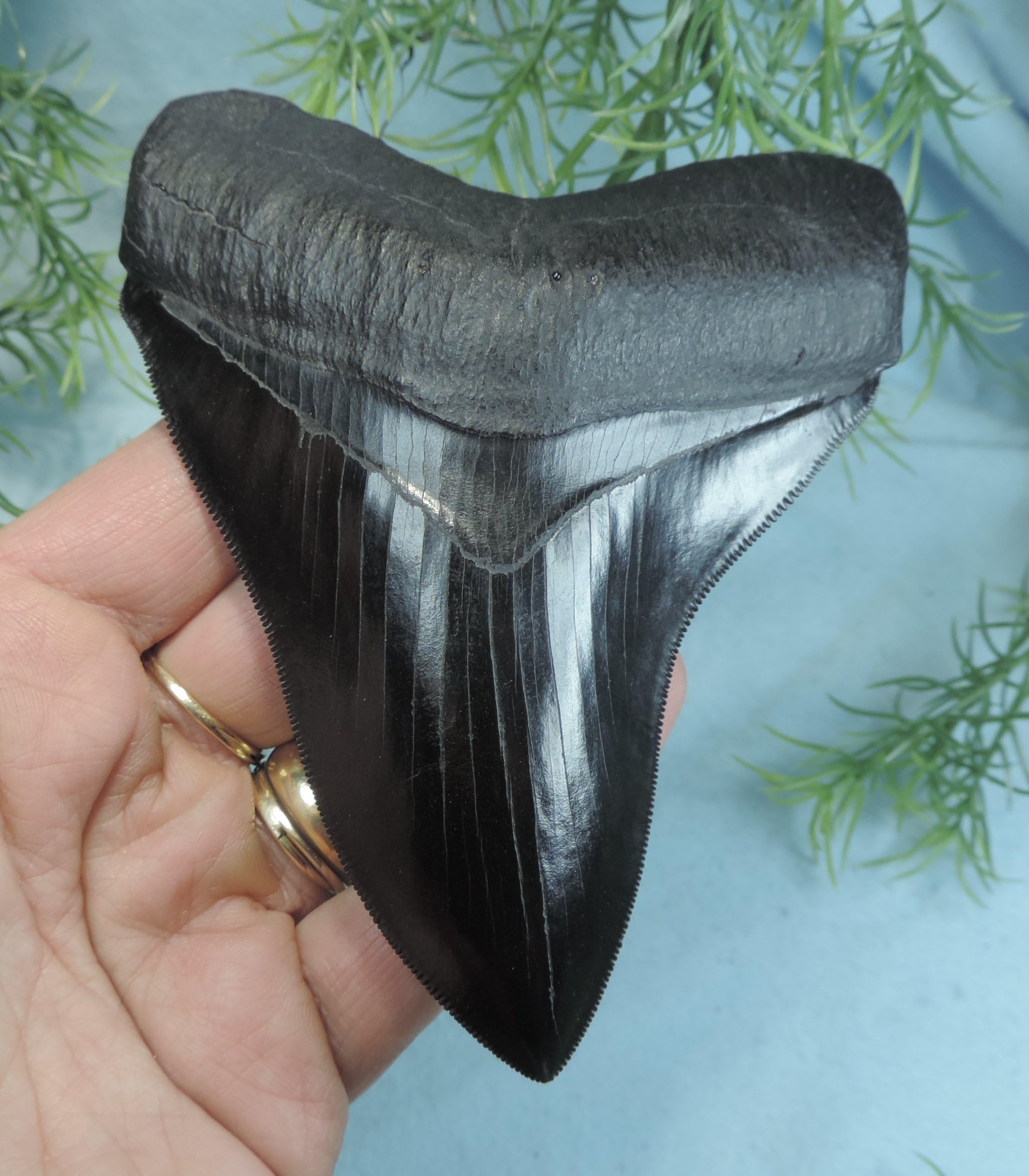 4 13/16'' Megalodon Tooth Replica