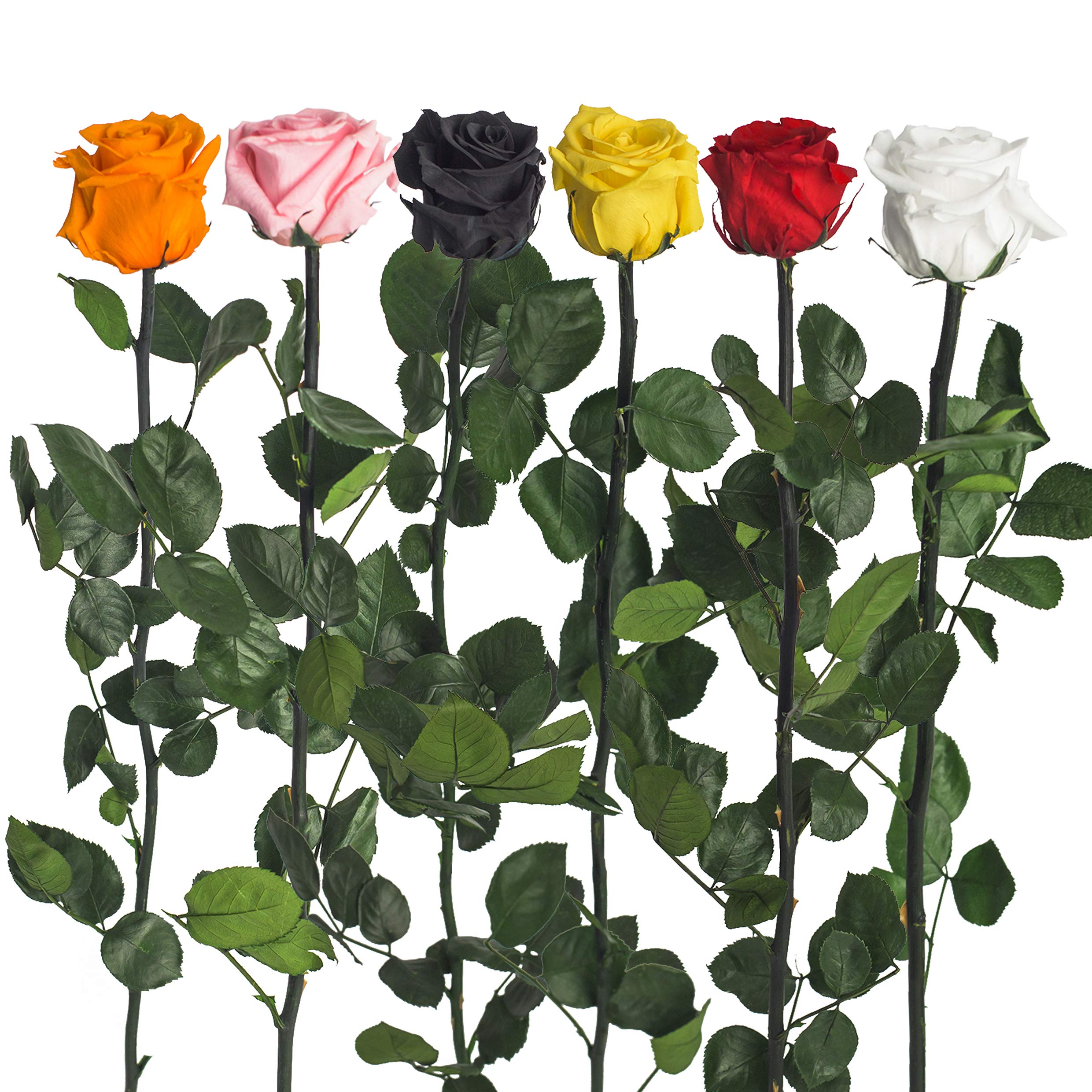 Real preserved rose in different colours - preserved and ...