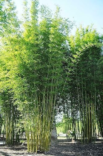 Miniatura 2 de 50 semillas de bambú Bambusa Oldamii  Phyllostachys Aurea Plant