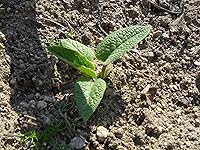 Vista 2 de Consuelda rusa - 5 esquejes de raíz vivos - Bocking 4 - Comphrey - Knitbone (5)