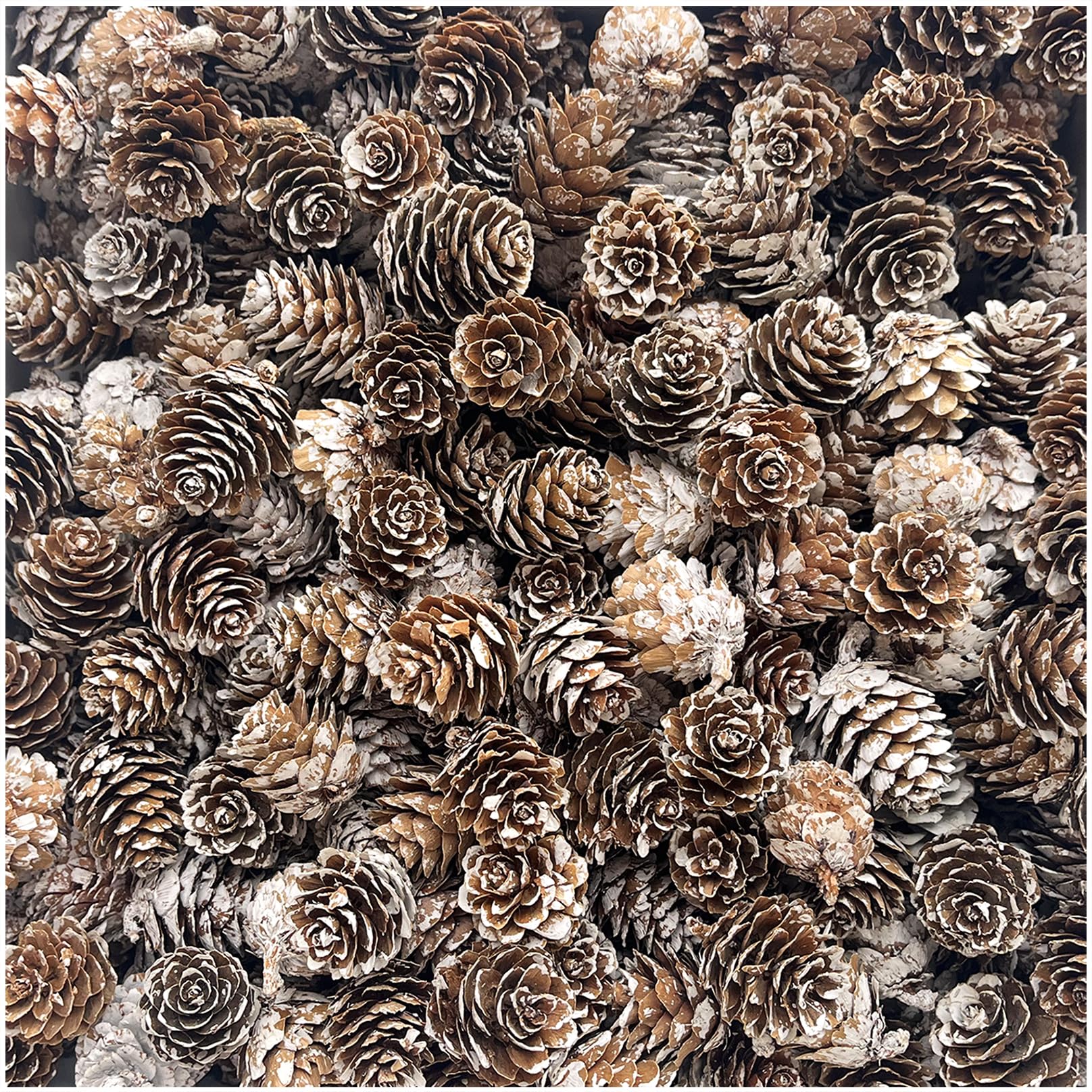 Ky-Tech Snow Pinecones 2-3Cm Snow Pine Cones 100Pcs Christmas Pine Cones 2-3Cm Mini Pinecones Decorations Pinecones For Craft Wreaths & Garlands Decorations Christmas Party (2-3Cm)