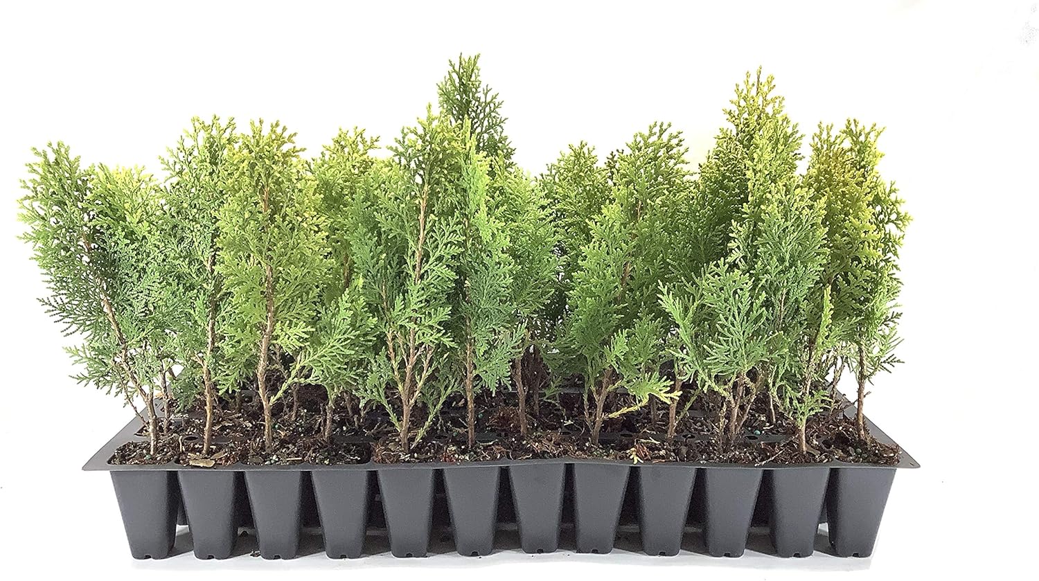 Berkman's Gold | 3 Live Plants | Thuja Orientalis | Evergreen Privacy Hedge, Fast Growing Conifer, Low Maintenance Landscaping, Ornamental Foliage, Year-Round Color, Dense Growth, Drought Tolerant