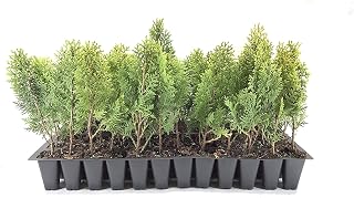 Berkman's Gold | 3 Live Plants | Thuja Orientalis | Evergreen Privacy Hedge, Fast Growing Conifer, Low Maintenance Landscaping, Ornamental Foliage, Year-Round Color, Dense Growth, Drought Tolerant