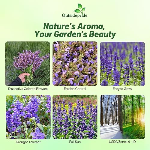 Miniatura 2 de Outsidepride Semillas de salvia clara, 2000 unidades. Semillas de hierbas bienales, fáciles de cultivar y de bajo mantenimiento para plantar flores
