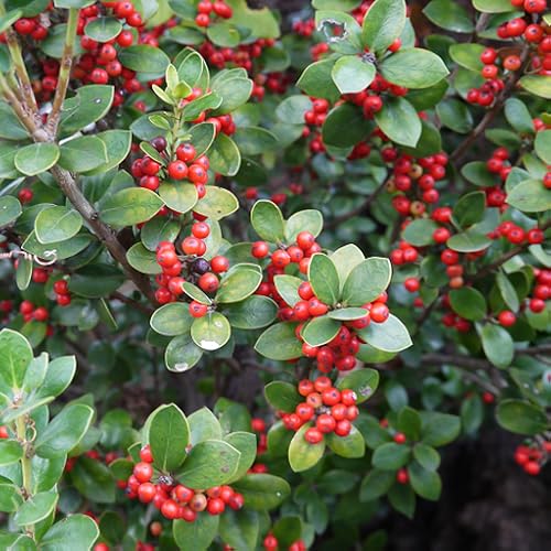 Wallpaper 20306 - //medicalbooks.filipinodoctors.org