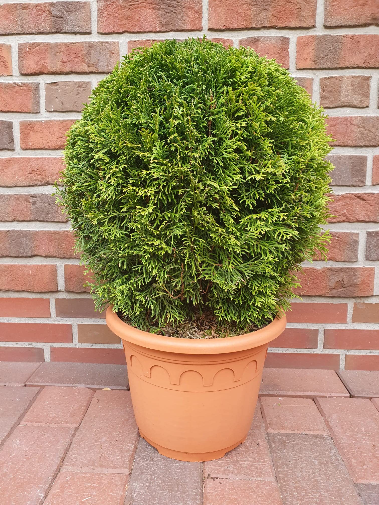 thuja smaragd 140 160 Thuja Smaragd 140-160 cm Rotklump - Köp Premiumhäck LQ main image 0