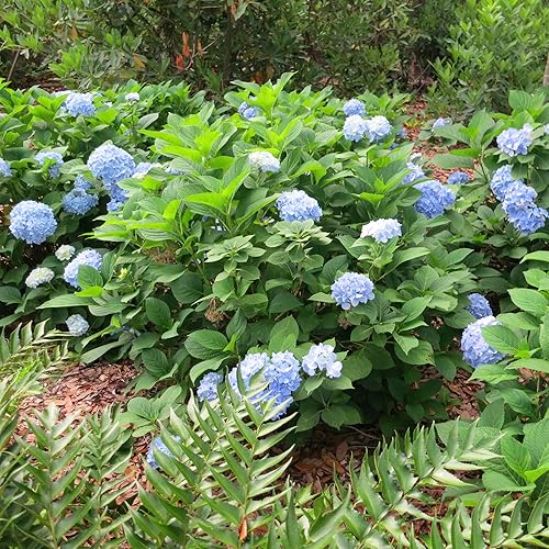 Miniatura 2 de Hortensia Penny Mac en maceta de 3 galones  Reflorece durante la primavera y el verano  Floraciones que cambian de color