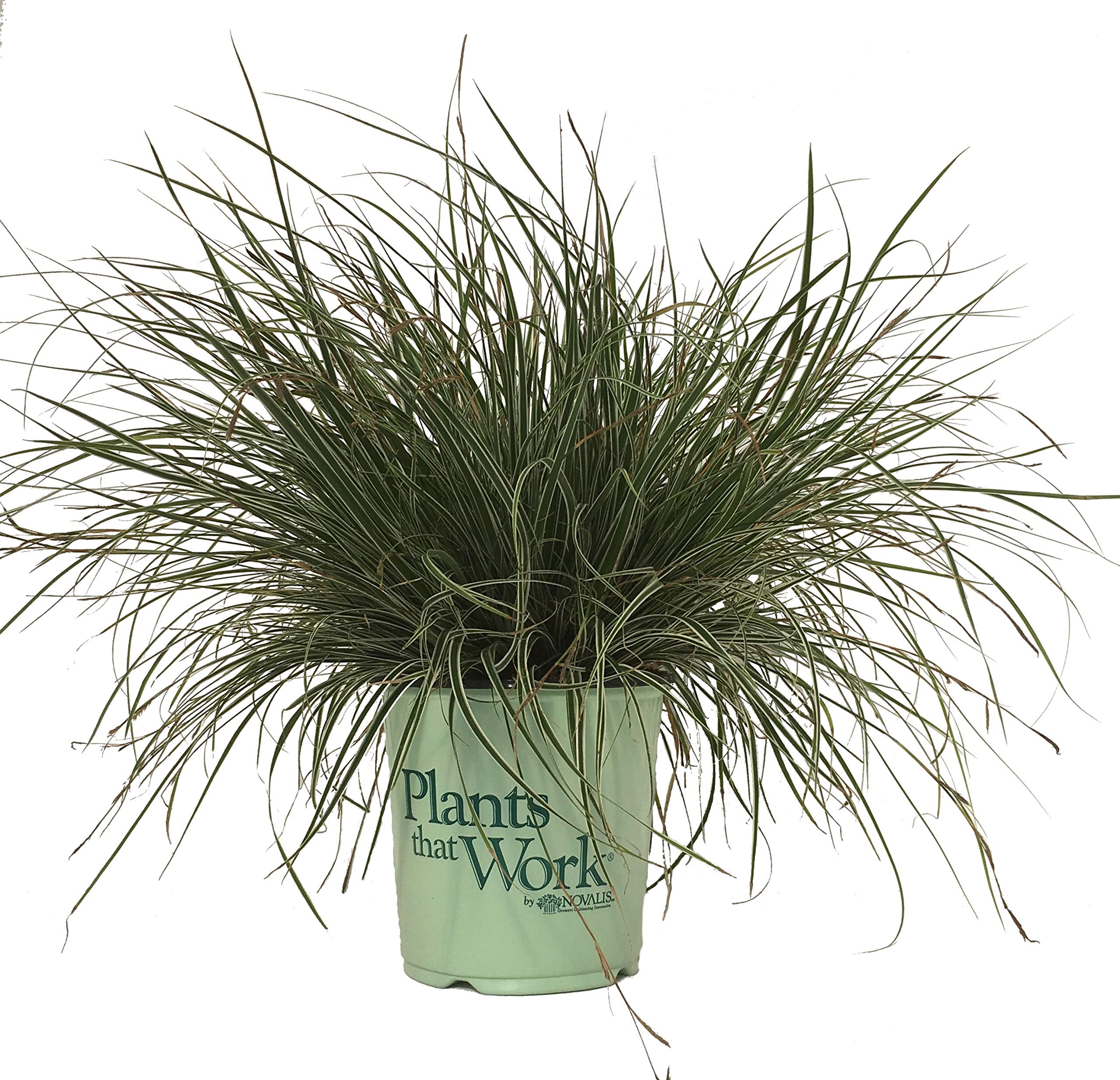 Plants That Work Everest Sedge (Carex)
