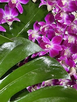 Purple Dendrobium Fresh Cut Orchids 100 pack or 2x50 Count packs for Lei and Food Decorations Red Sonia