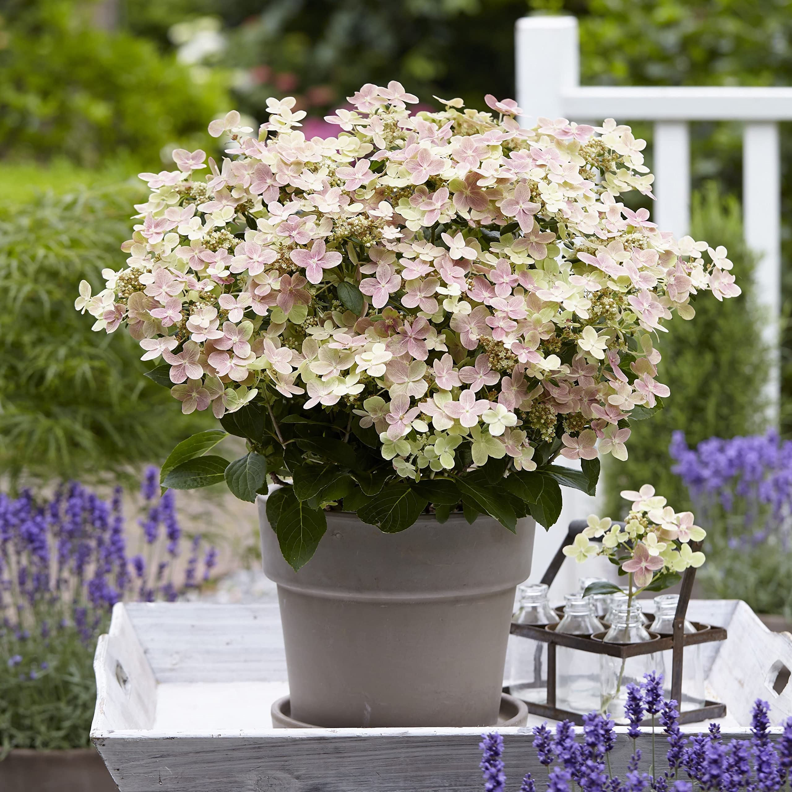 Bloomique - Hydrangea Switch Ophelia - Hortensie - Rosa, Wei -  Gartenpflanzen - Winterhart - Hhe 40-50 cm - Topf 19 cm : Amazon.de: Garten