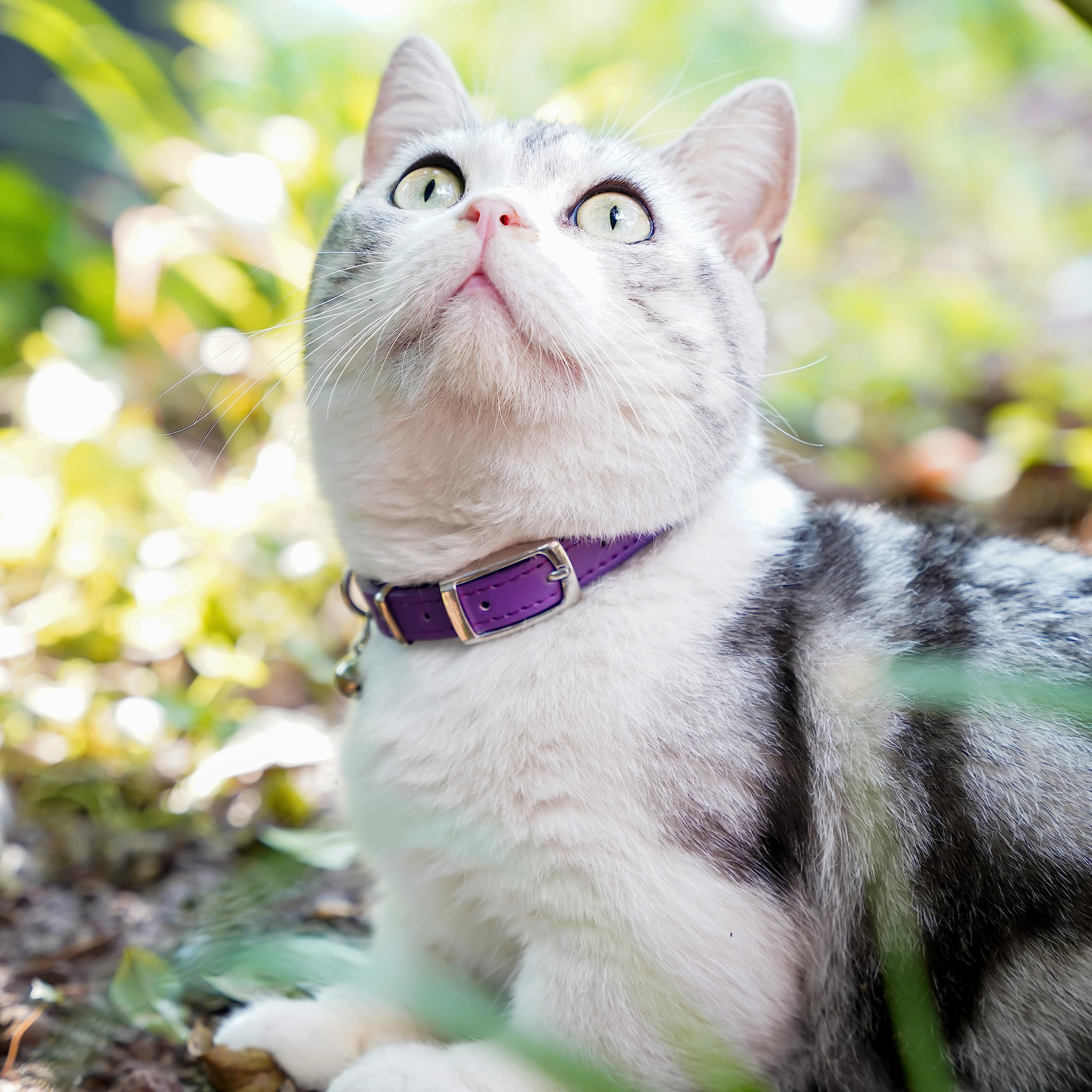 Uiopa Collarino Gatto Personalizzato, Collare Per Gatti Con Nome E Numero Di Telefono, Collare Gatto Antistrozzo Con Fibbia Di Sgancio Per Gatti E Cani, Regolabile 21-28cm - Foto 4