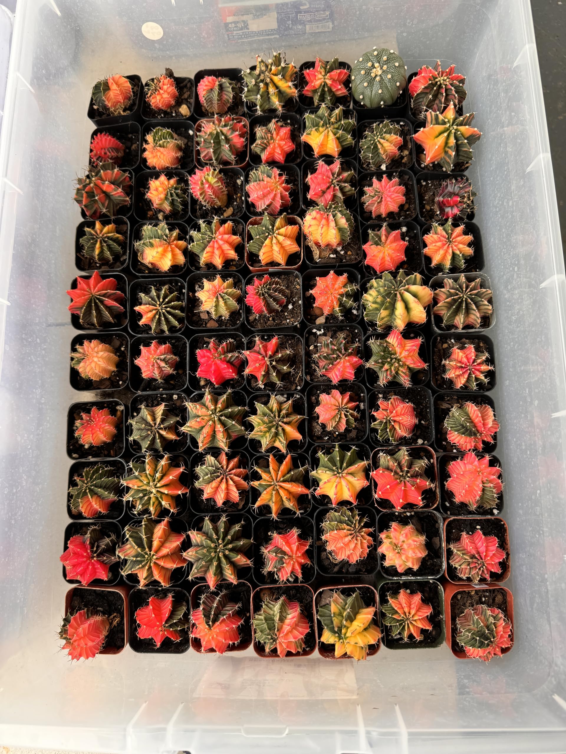 Amazon.com : Gymnocalycium Variegated Mihanovichii 'Hybrid' - Rare Thailand  Import | Live Cactus (3) : Patio, Lawn & Garden
