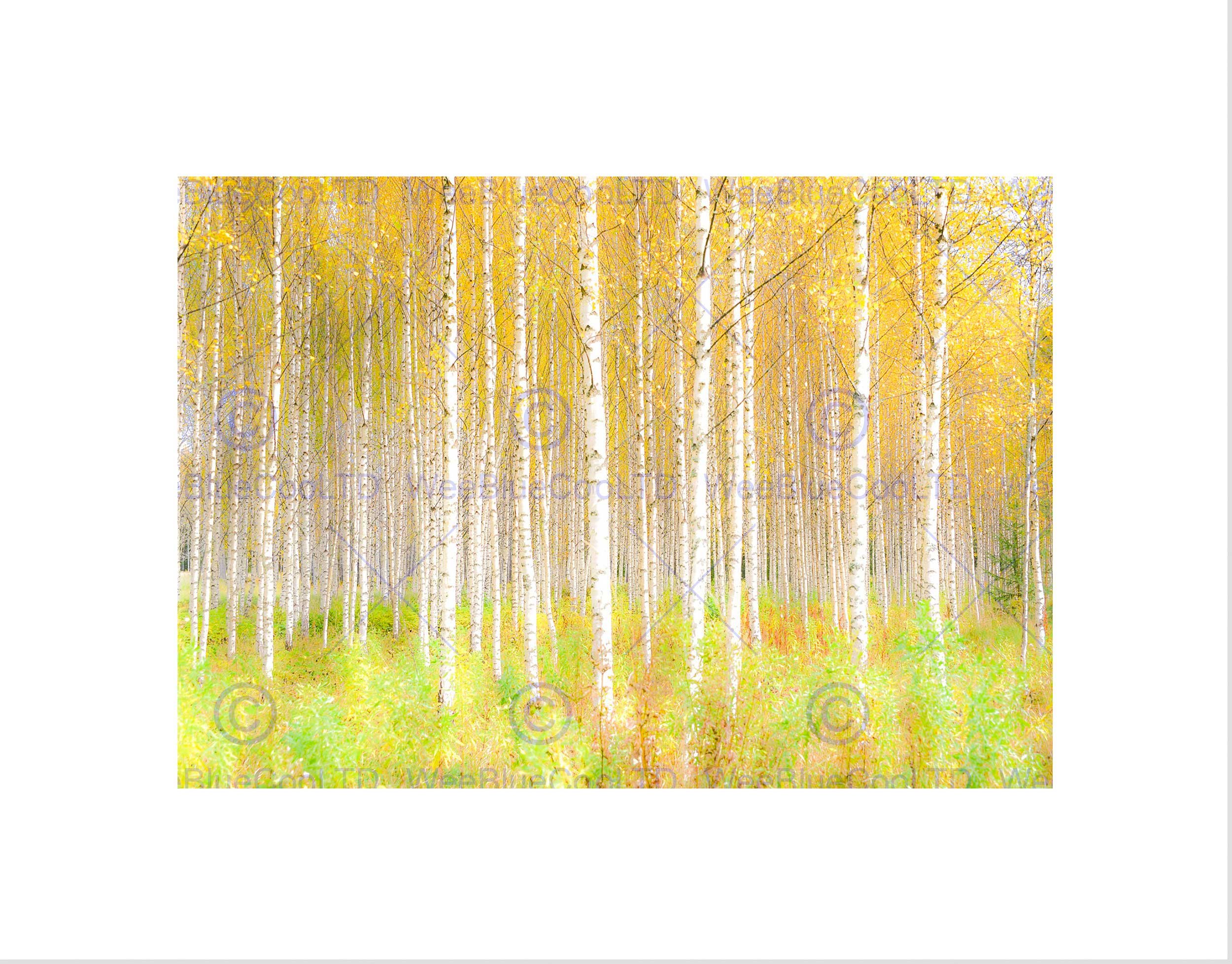 Wee Blue Coo PHOTO NATURE TREES FOREST WOODS SILVER BIRCH WOODLAND FRAMED ART PRINT B12X13341