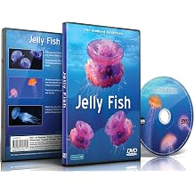 Jelly Fish DVD with Relaxing Scenes of Sea Jellies for Relaxation and Waiting Rooms