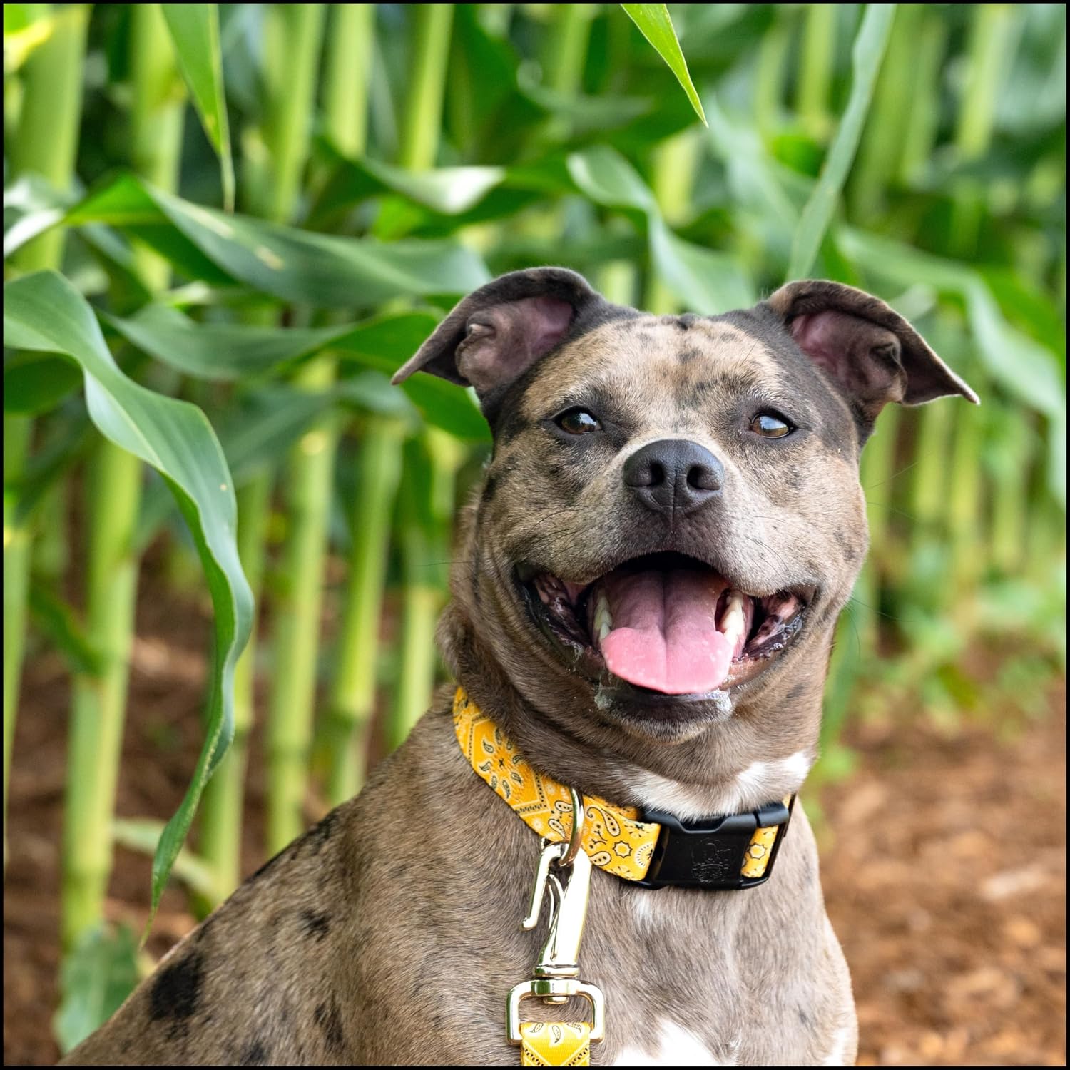Country Brook Petz - Yellow Bandana Everyday Dog Collar - Made in the U.S.A. - Country and Western Collection Featuring Rustic Designs (1 Inch, Medium) image 2