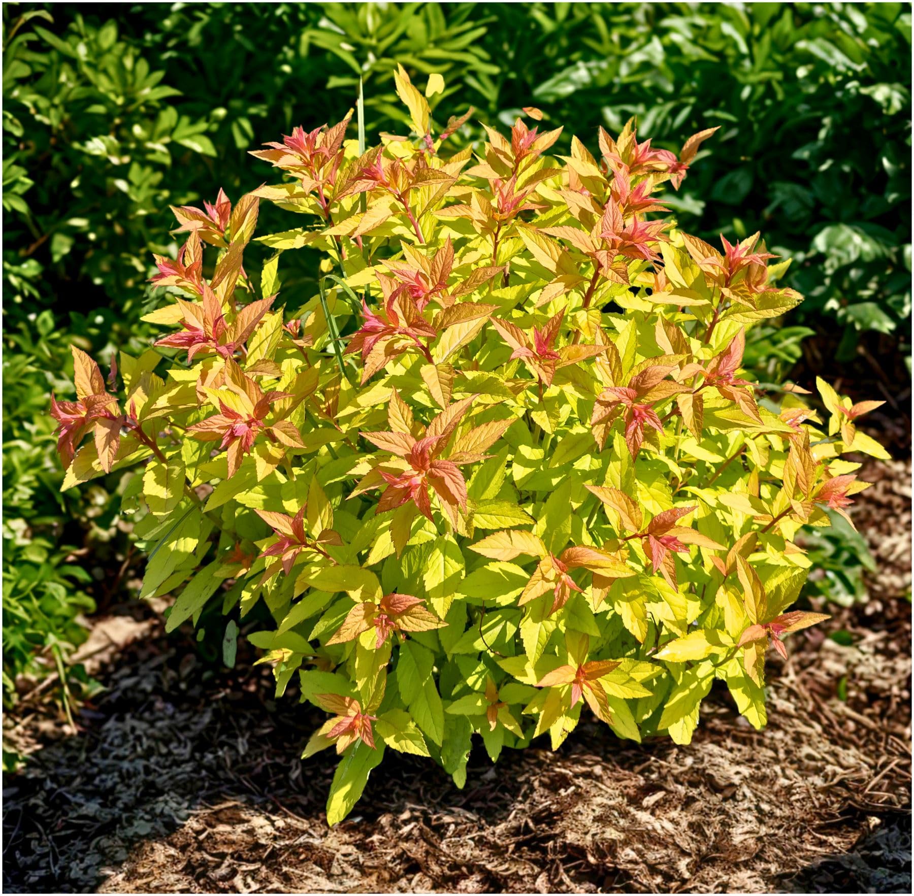 GrowOn Shrubs Japanese Spiraea Japonica 'Goldflame' | Deciduous Shrub | Outdoor Garden Ready Plant | Summer and Autumn Flowering | Deep Pink Flowers