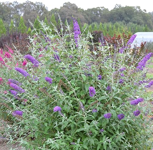 Miniatura 4 de First Editions - Buddleia psicodélico de 2 galones, azulmorado