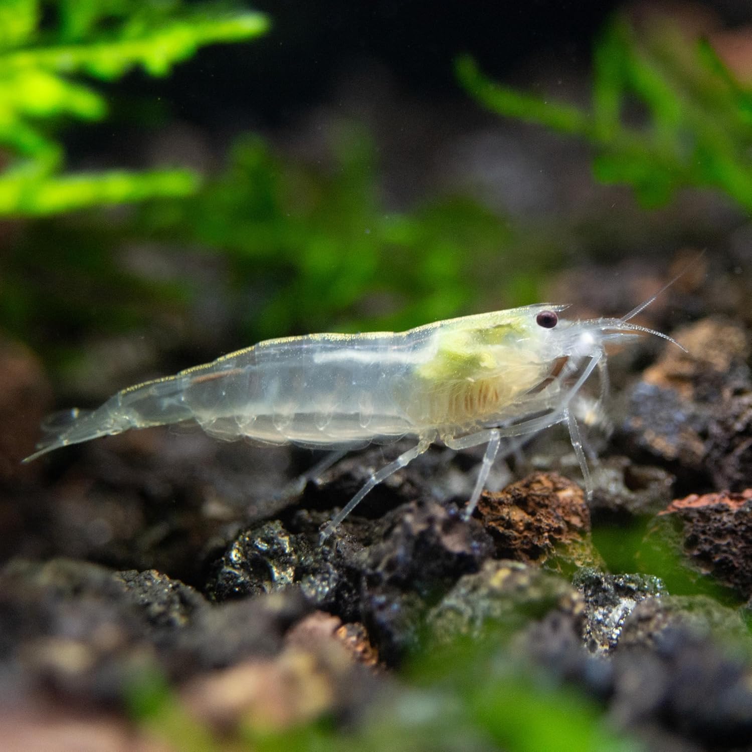 Aquatic Arts Snow Amano Shrimp – Live Freshwater Algae-Eater (Caridina multidentata) | Hardy & Tank-Bred | Peaceful for Planted Aquariums | 100% Live Arrival Guarantee (5 Shrimp)