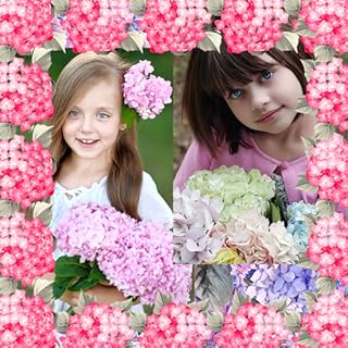 Collage de la foto del Hydrangea