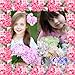 Hydrangea-Foto-Collage