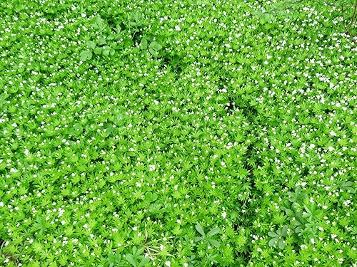 Miniatura 4 de Hierba dulce de Woodruff - Seco, cortado, natural Galium Odoratum - Peso neto 1 oz28 g