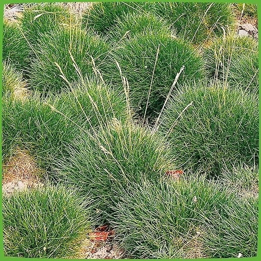 Bärenfellgras Festuca scoparia winterhart immergrün Bodendecker