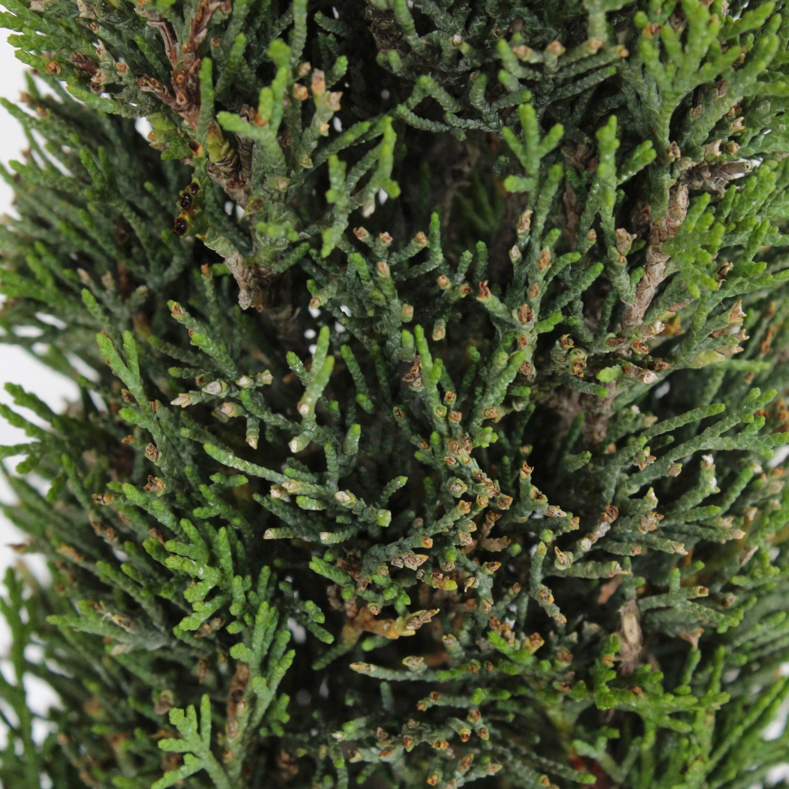 KENTIS - Bonsaï Cupressus Sempervirens - Bonsaï Bosquet de 3 Cyprès - Vraies Plantes d'Extérieur - Pot en Céramique Artisanal - H 40-45 cm Pot Ø 33 cm