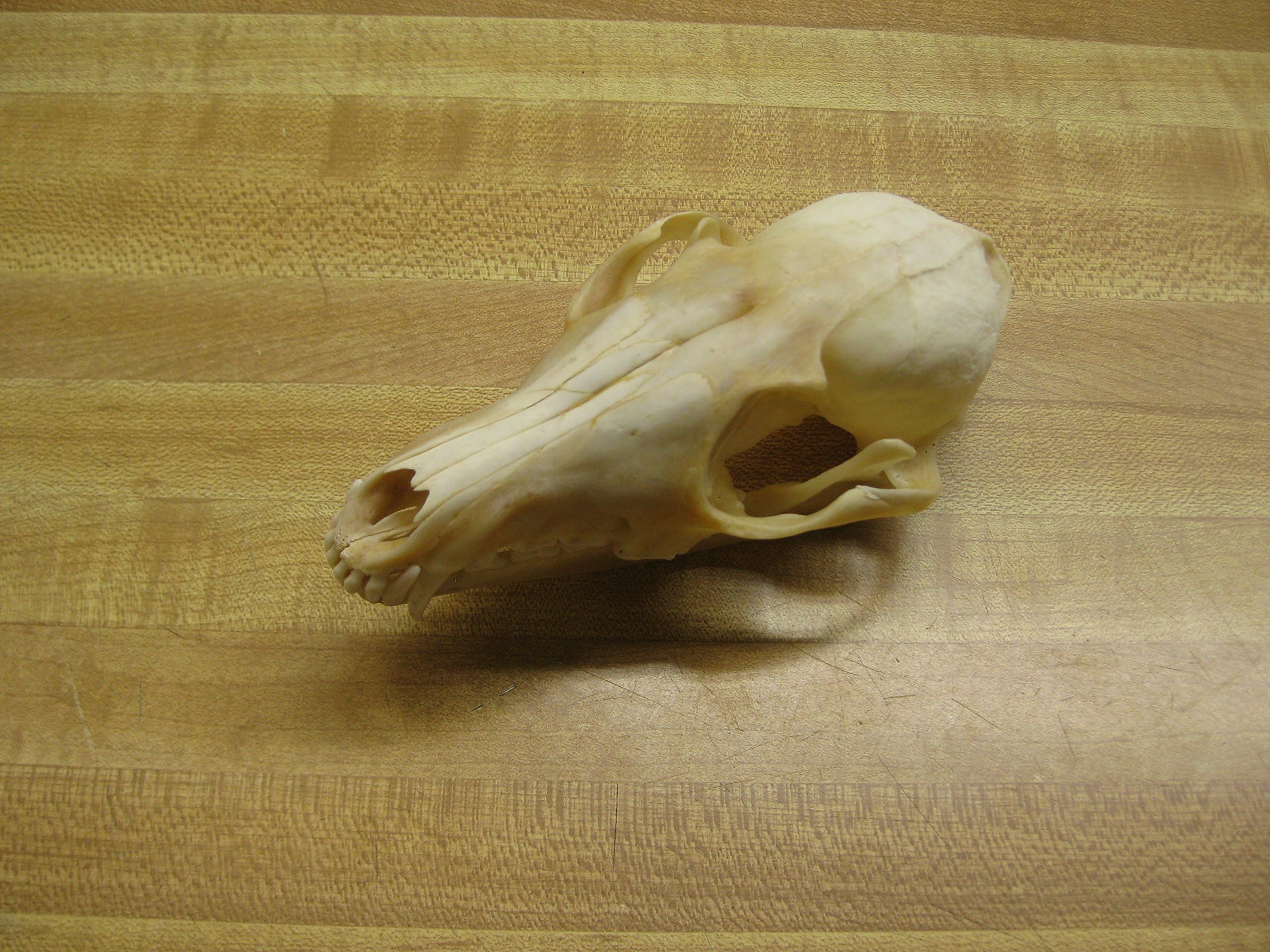 Zymise Cufsdo Real Bone Fox Skull C