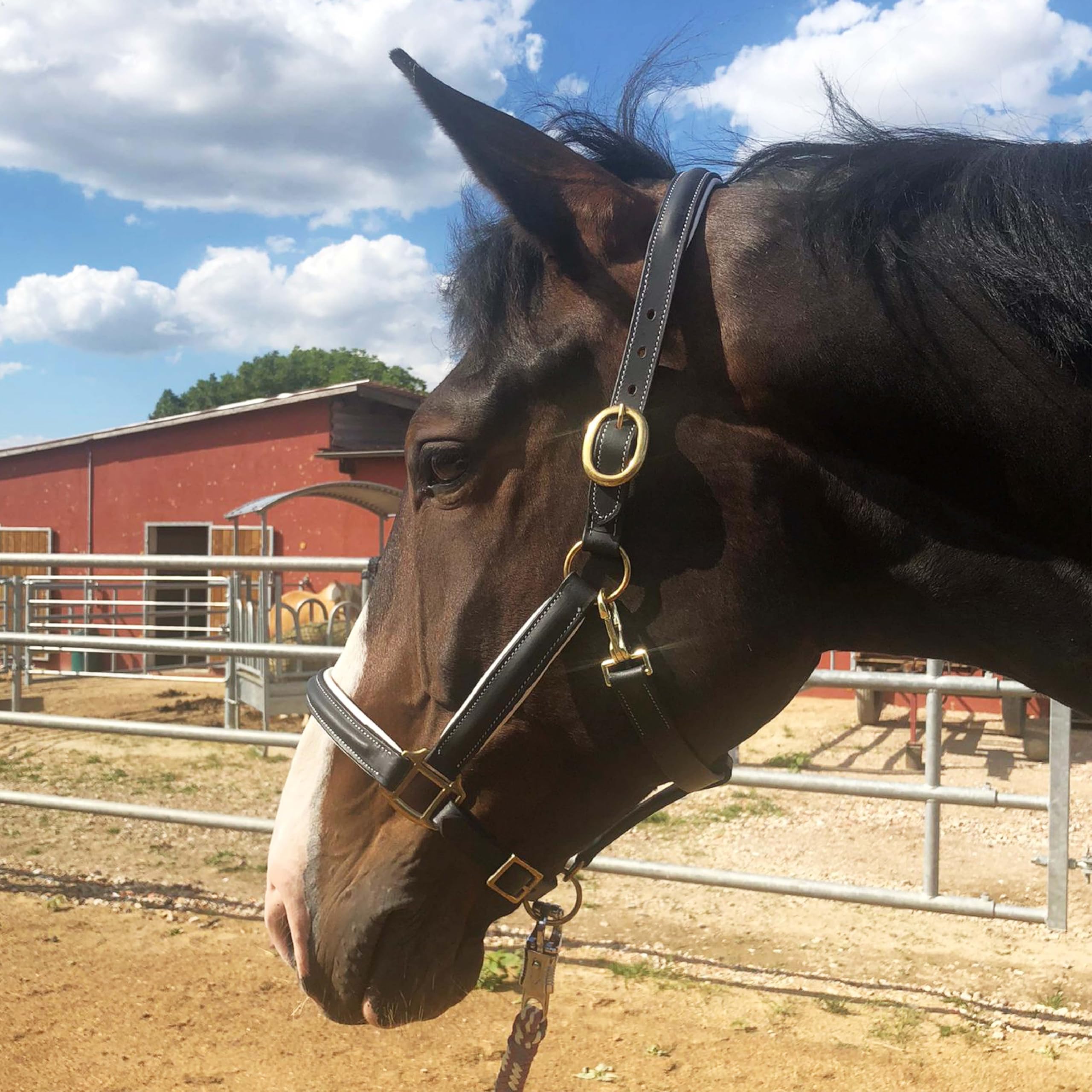 Leather Halter for Horses Premium Horse in Pony, Warmblood, Cob, Cold-Blood, Safe and Tear-Resistant (Pony, Black-White)