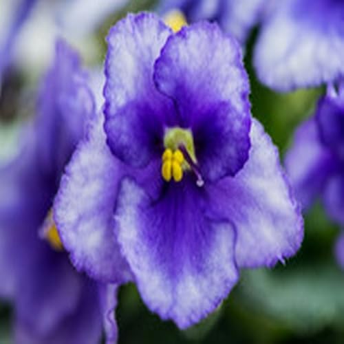 Dry Fruit Barfi Recipe - //medicalbooks.filipinodoctors.org