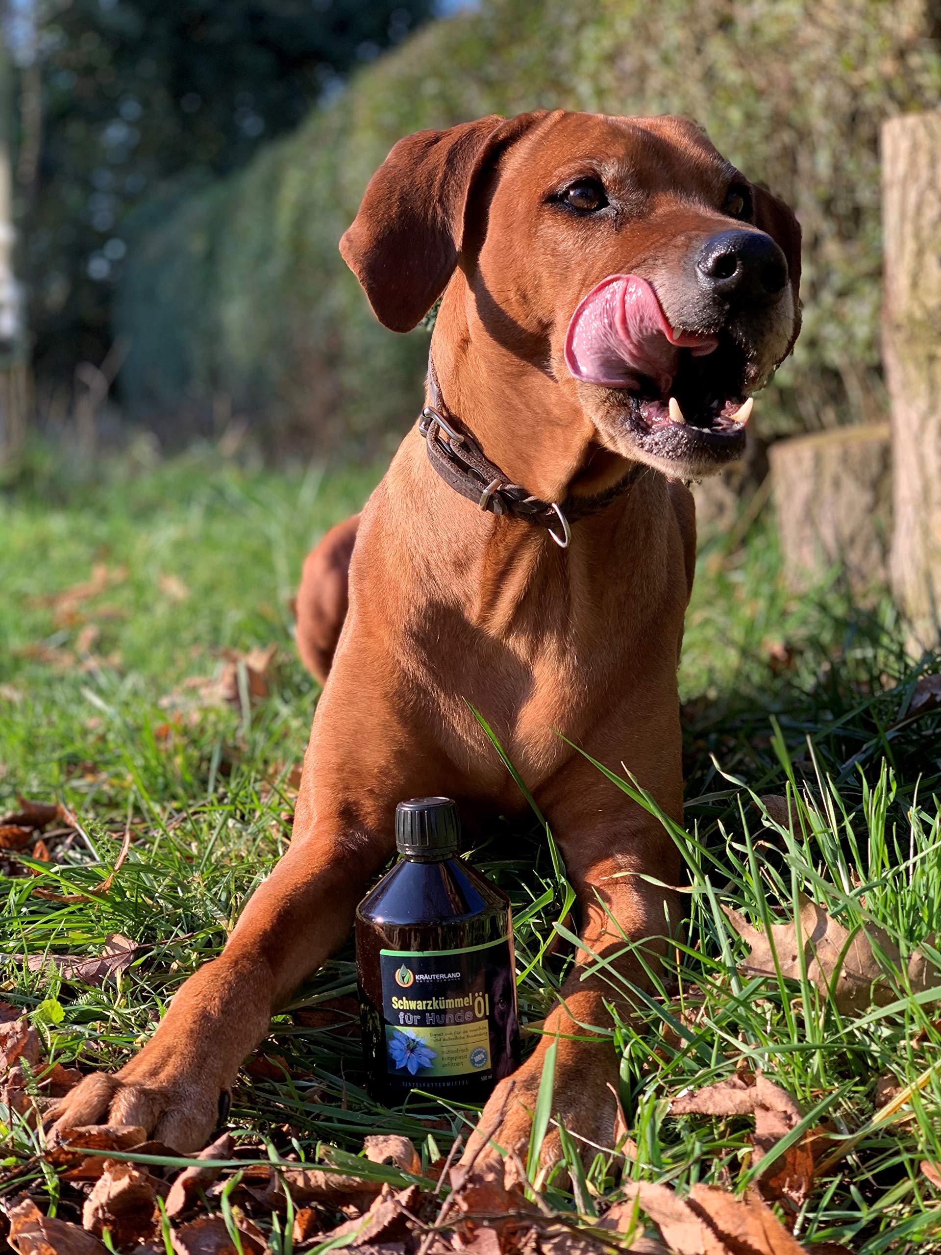Kräuterland - Schwarzkümmelöl für Hunde 1000ml - 100% rein, ungefiltert, kaltgepresst - mühlenfrisch direkt vom Hersteller - Fütterung & Fellpflege