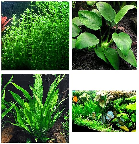 3 Different Types of Beginner/Super Easy Live Aquarium Plants -