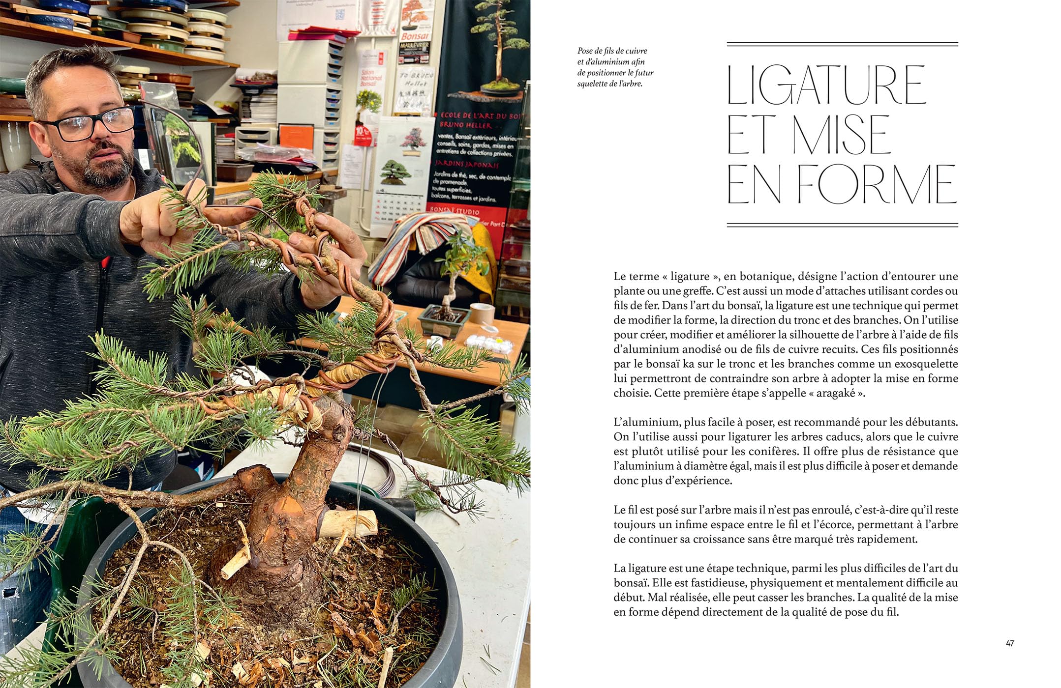 L'art du bonsaï: Tous les conseils pour les choisir, les créer et les cultiver