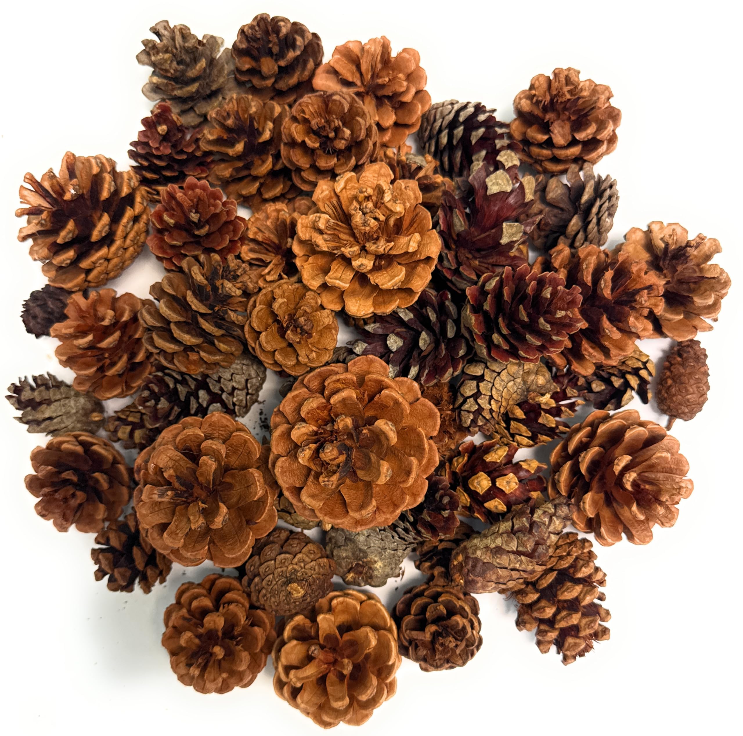 Nautical Crush Trading Scented Pine Cones Cinnamon - Pine Cones for Decorating -Variety Mix 40+ Cinnamon Pinecones Scented - Scented Pinecones - for Crafts and Vase Filler