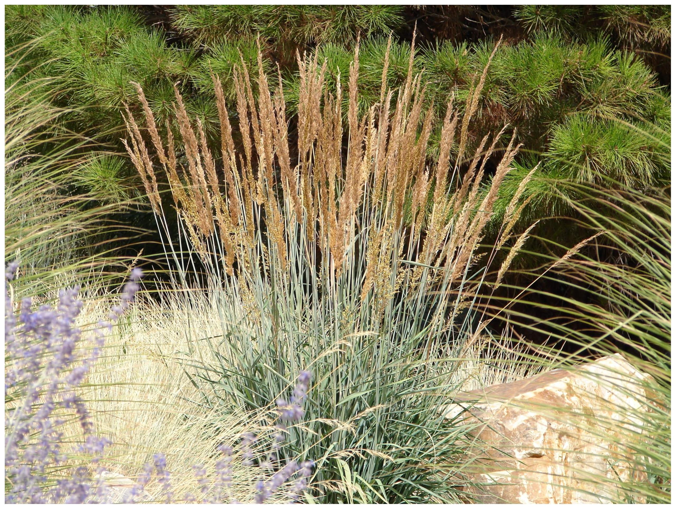 Stauden Gänge 10 x Sorghastrum nutans Indianergras winterhart