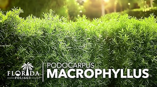 Miniatura 9 de Podocarpus Macrophyllus  3 plantas extra grandes de 3 galones  Tejo japonés  Arbusto de seto de privacidad vivo de bajo mantenimiento