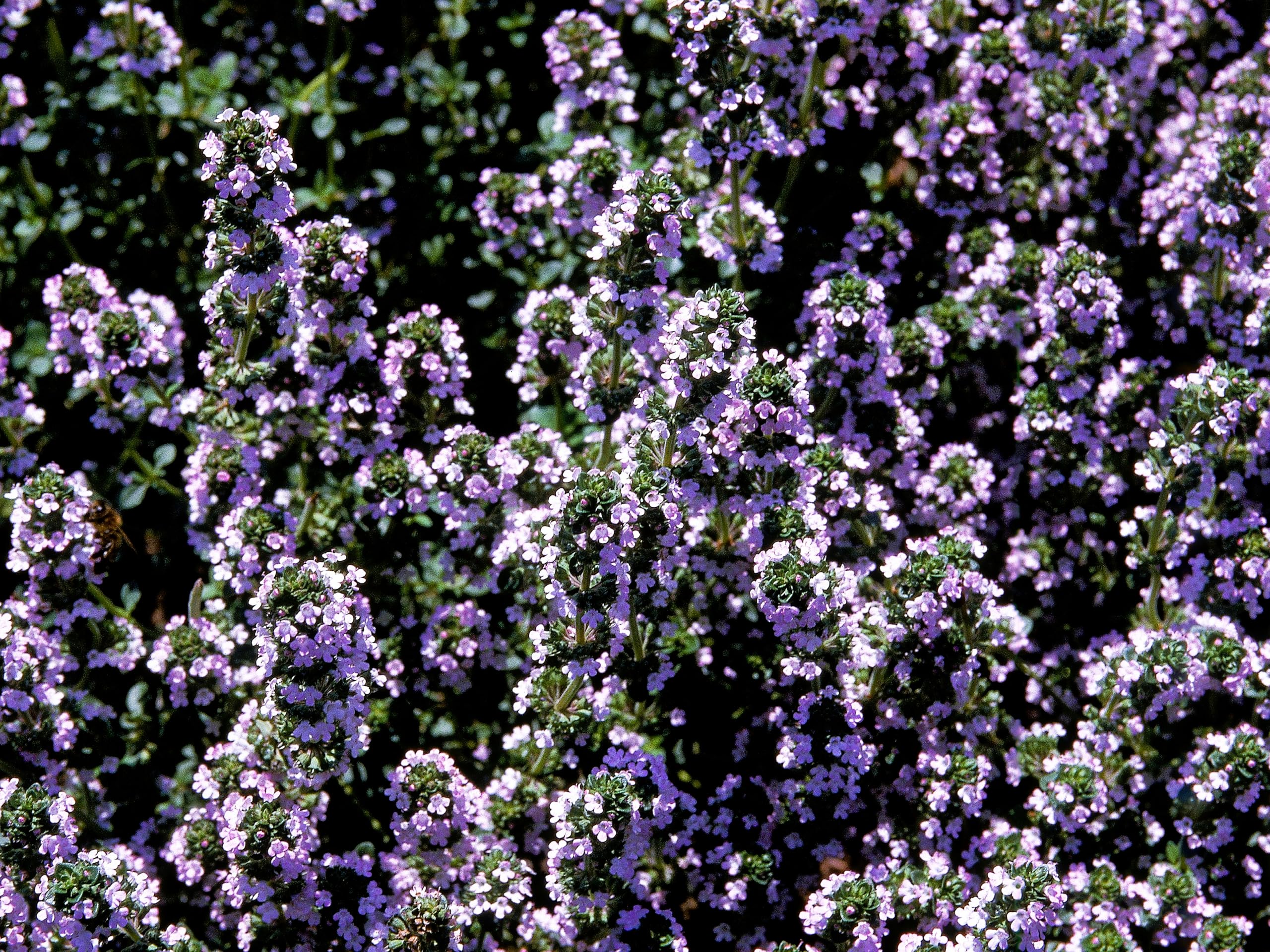 Greenwood Nursery Spicy Orange Thyme