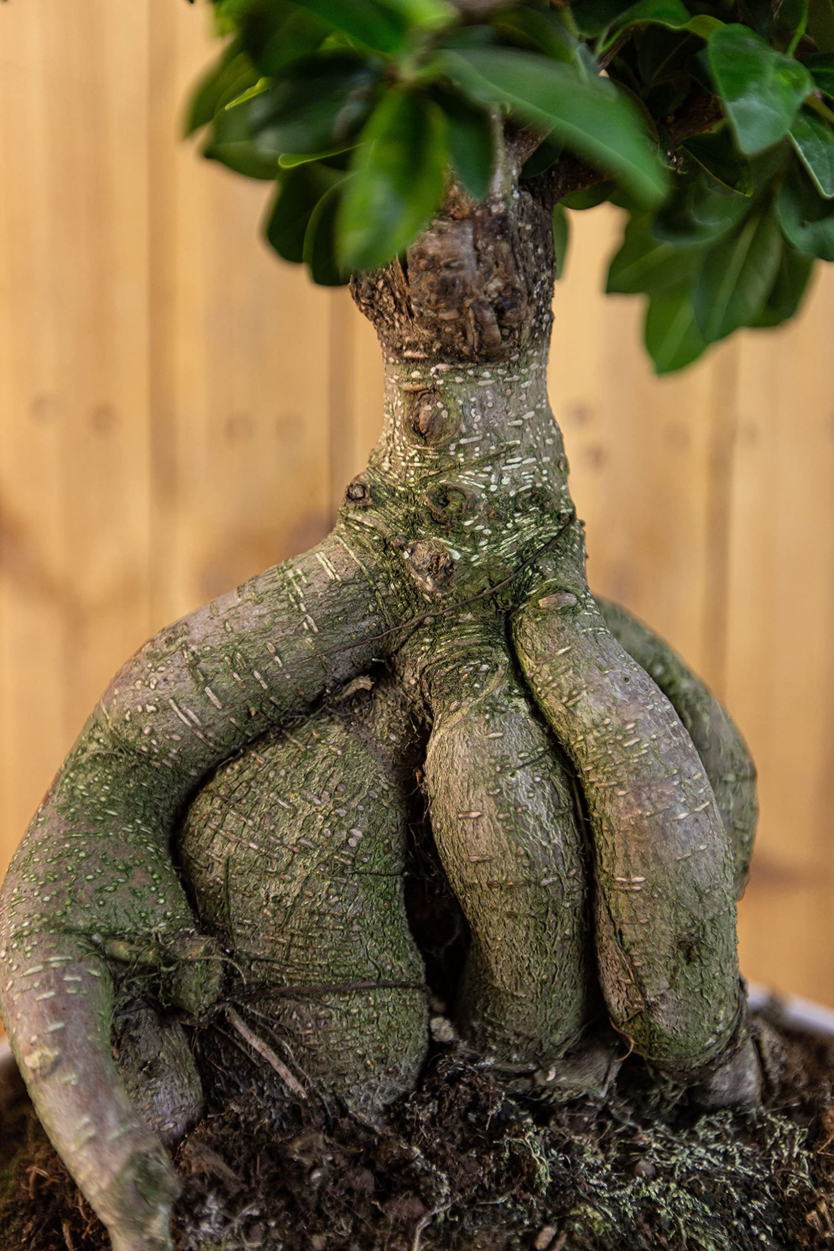 Meine Orangerie Bonsai 'Ficus Ginseng' - Ficus Microcarpa - Chinesischer  Feigenbaum - Bonsai Tree - echte Bonsai-Pflanze fr drinnen und drauen -  Lorbeerfeige - Ficus Retusa : Amazon.de: Garten
