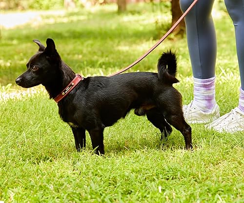 Miniatura 14 de Collar de perro de cuero genuino personalizado con placa de nombre, collar de perro ajustable resistente Negro -,Azul,Marrón,Mostaza,Rojo