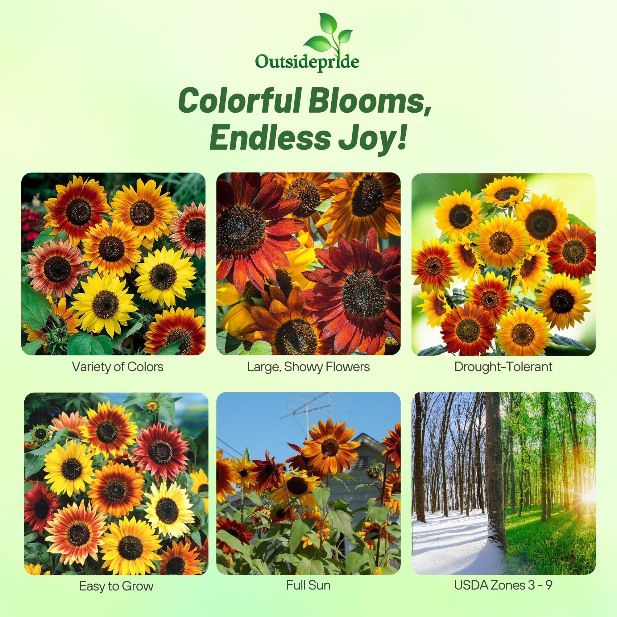 Amazon.com : Outsidepride Autumn Beauty Sunflower Seeds for Planting - 1  Lb. Annual, Easy to Grow Flower Seeds w/Vibrant, Abundant Blooms for Cut  Flower Arrangements & Pollinator & Vegetable Gardens : Flowering